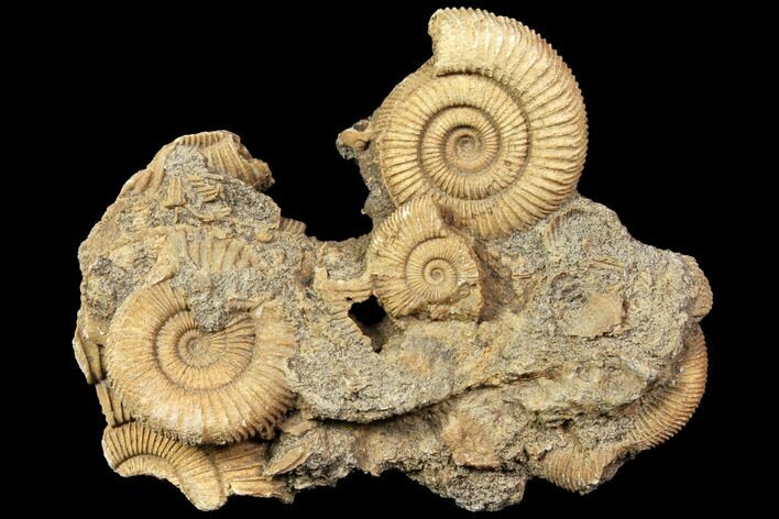 Dactylioceras Ammonite Cluster - Germany #119363
